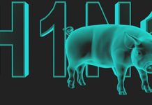 Bu domuz gribi işinde bir domuzluk mu var?